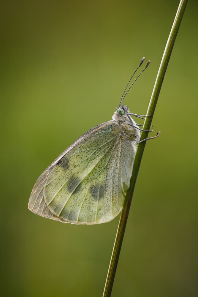 Delicate Butterfly Macro by Magnus Renmyr — canvas wall art