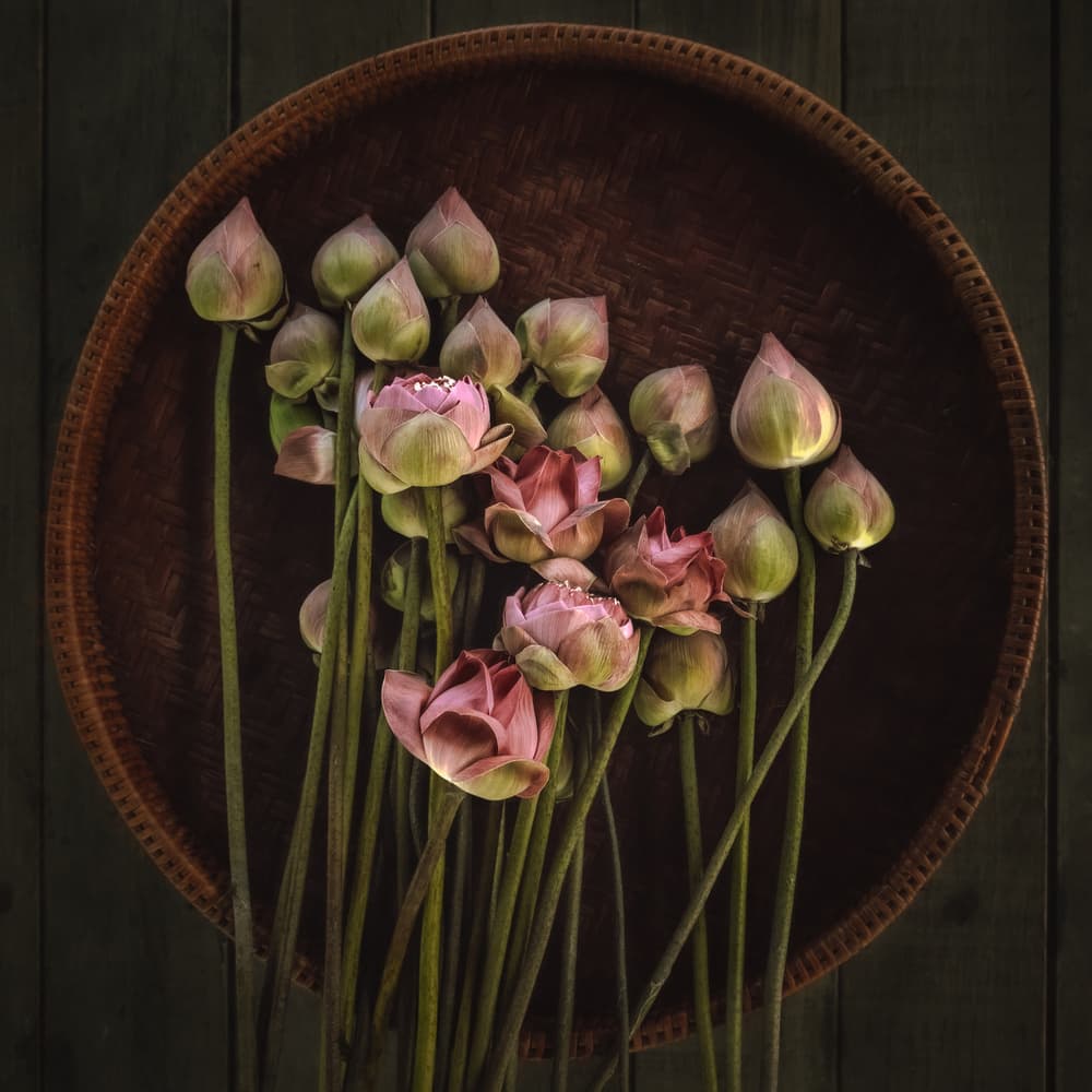 Tranquil Lotus Still Life by ADIREK M — canvas wall art