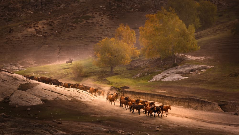 Golden Hour Horses by Dennis Zhang — canvas wall art