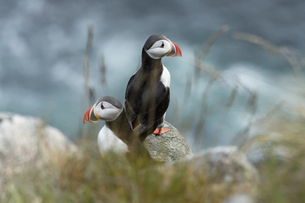 Atlantic Puffin Duo by Caroline Wirtz — canvas wall art