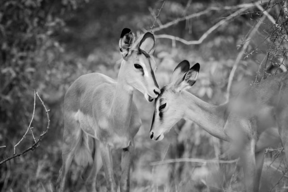 Impalas Tender Moment by Mike Kreiten — canvas wall art