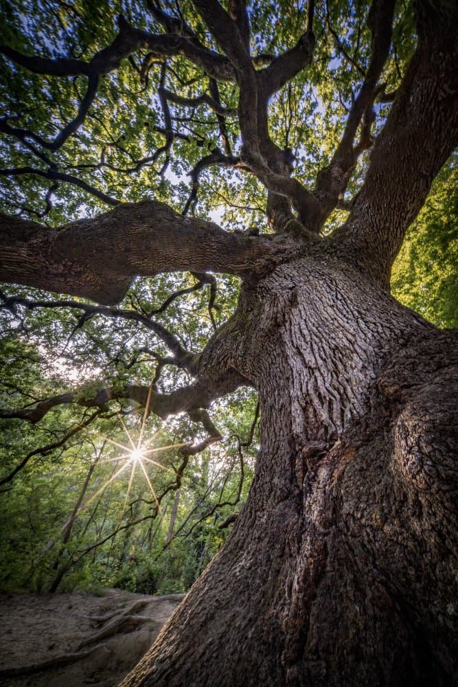 Ancient Tree Sunlight by Pamela Doretti — canvas wall art