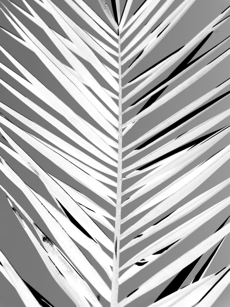 Monochrome Fronds by Shot by Clint — canvas wall art
