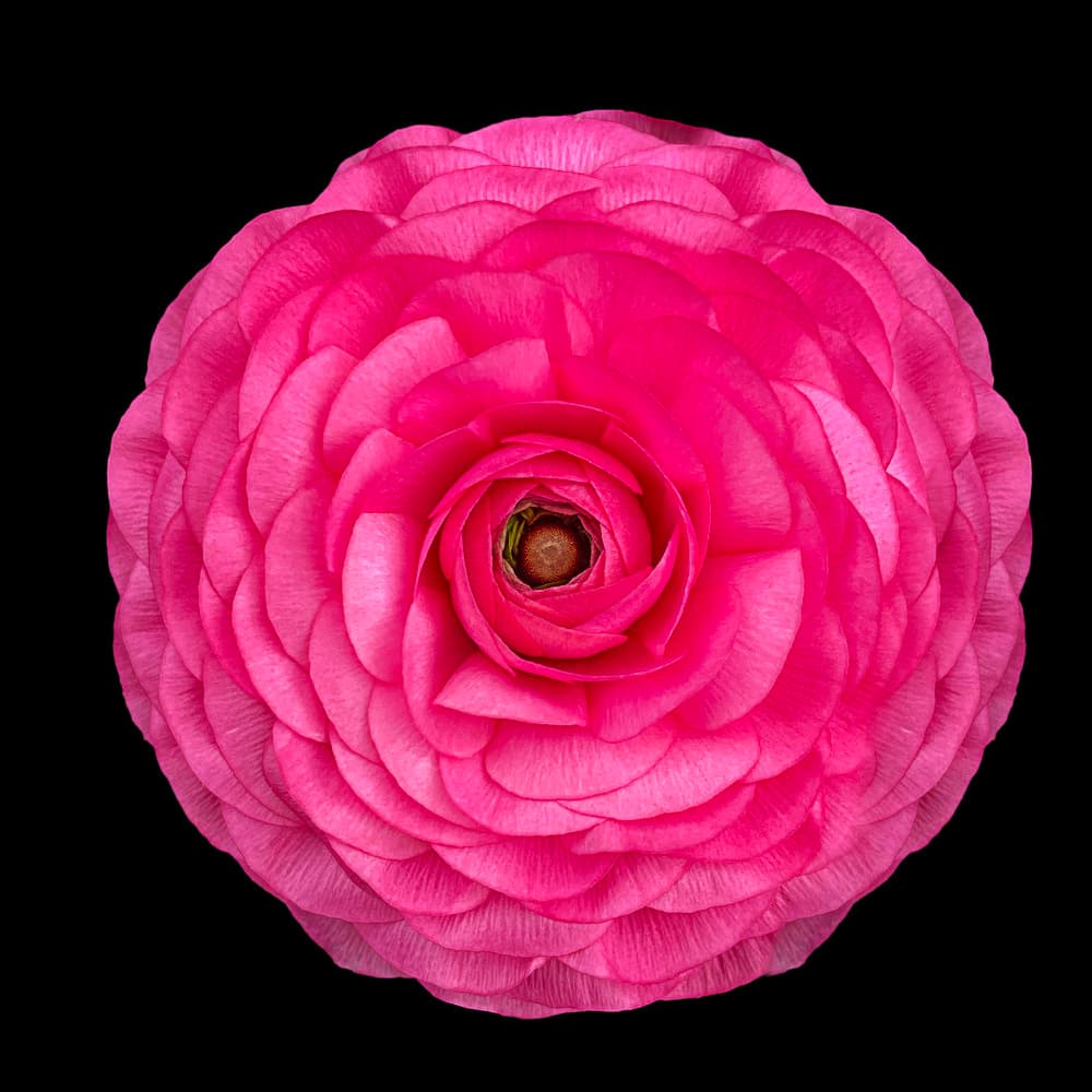 Vibrant Pink Ranunculus by Hardik Pandya — canvas wall art
