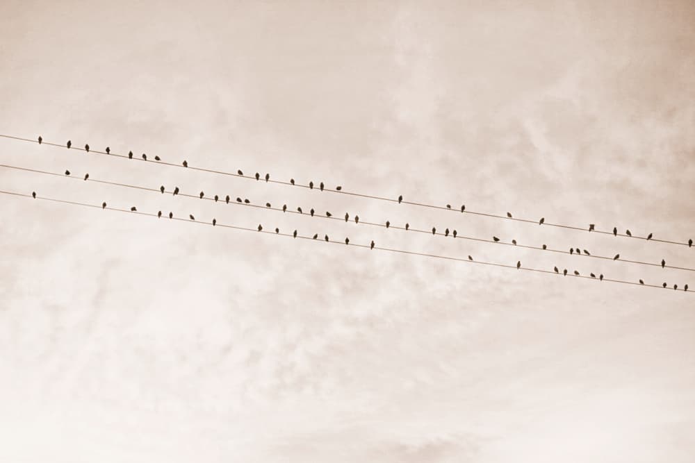 Birds On a Wire Beige