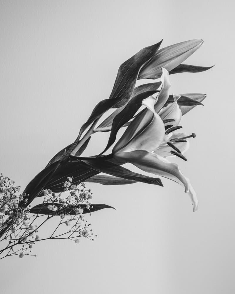 Elegant Lily Bloom by Rahel Jo — canvas wall art