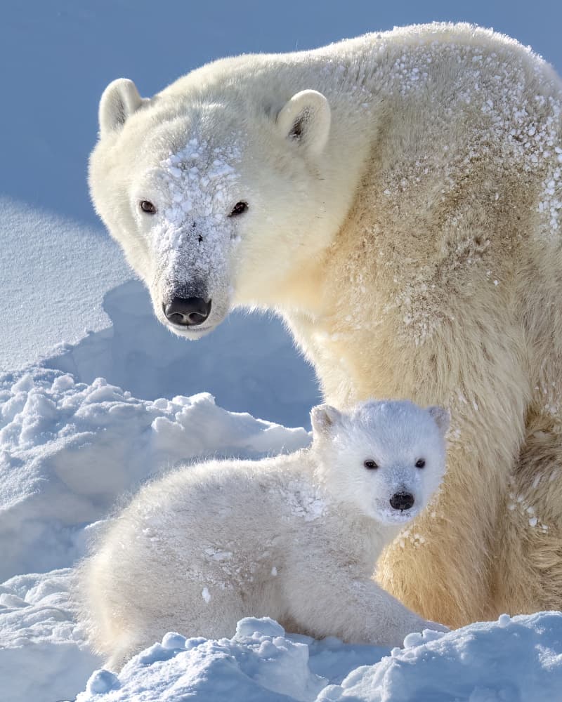 Polar Bear Mother and Cub by Hung Tsui — canvas wall art