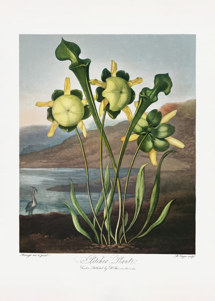 Pitcher Plant from The Temple of Flora (1807) by Robert John Thornton — canvas wall art