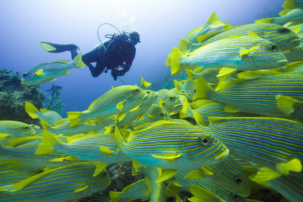 Scuba Diver Tropical Fish by Marcel Rebro — canvas wall art