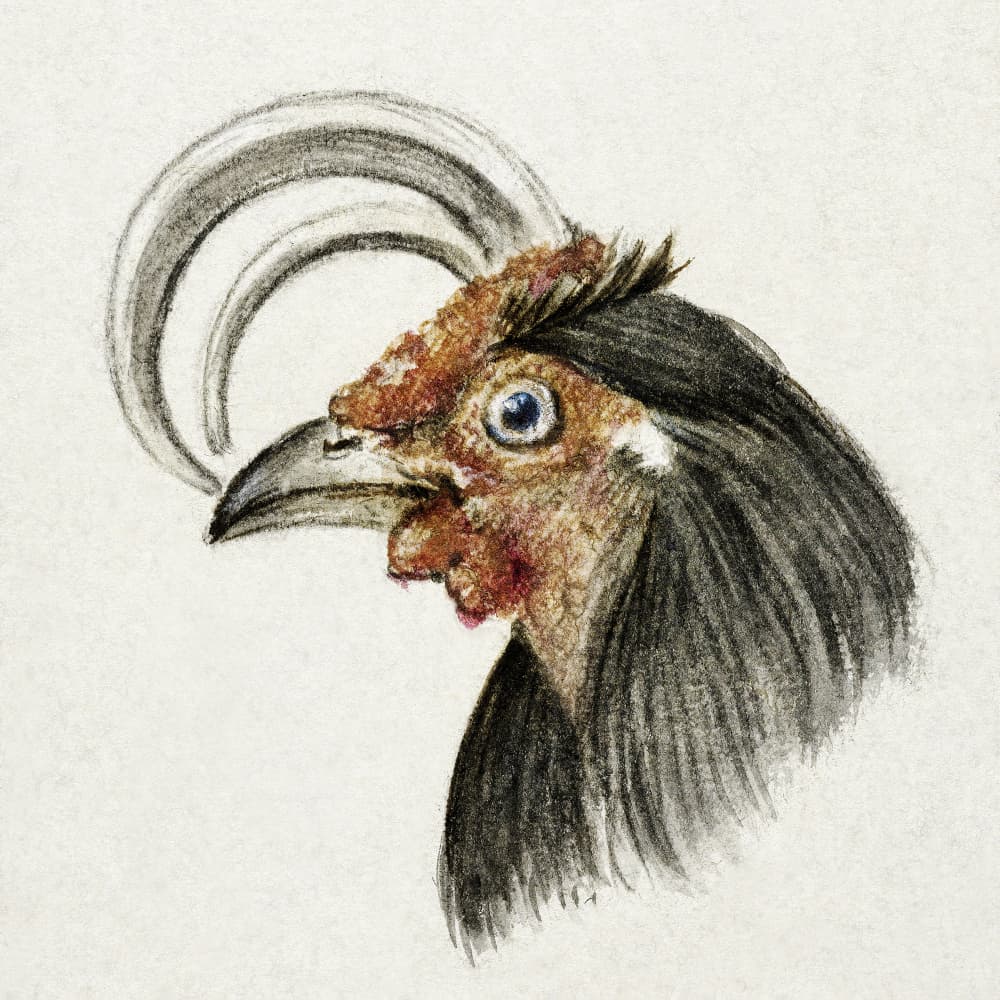 Head of a Rooster (1816)