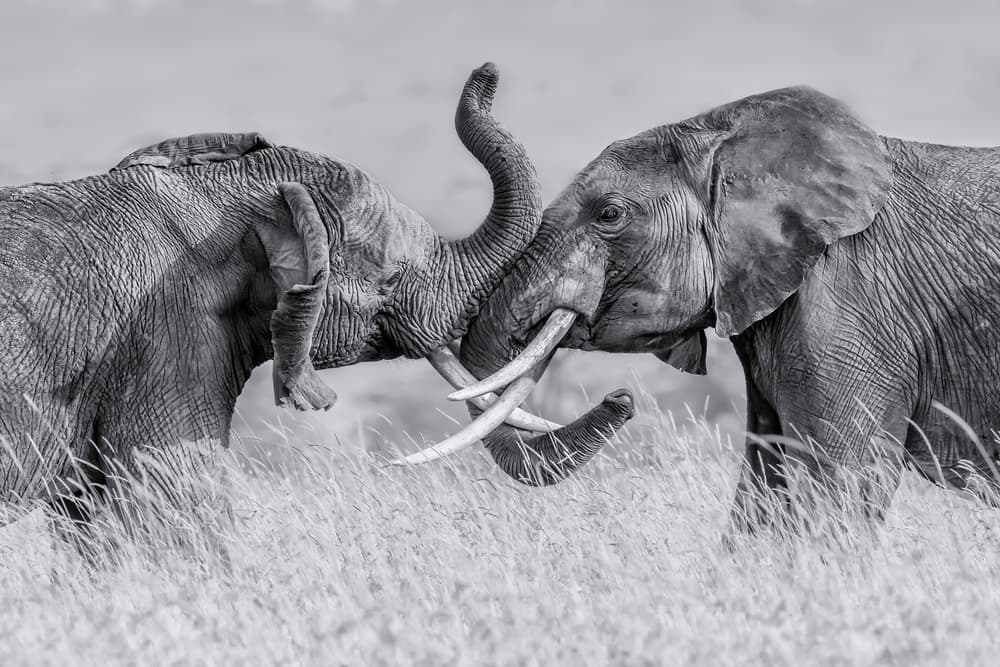 African Elephant Play by Jun Zuo — canvas wall art