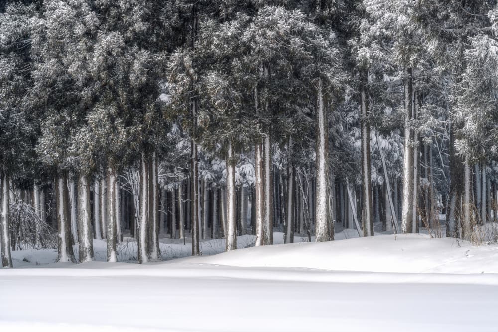 Serene Winter Forest by ik — canvas wall art