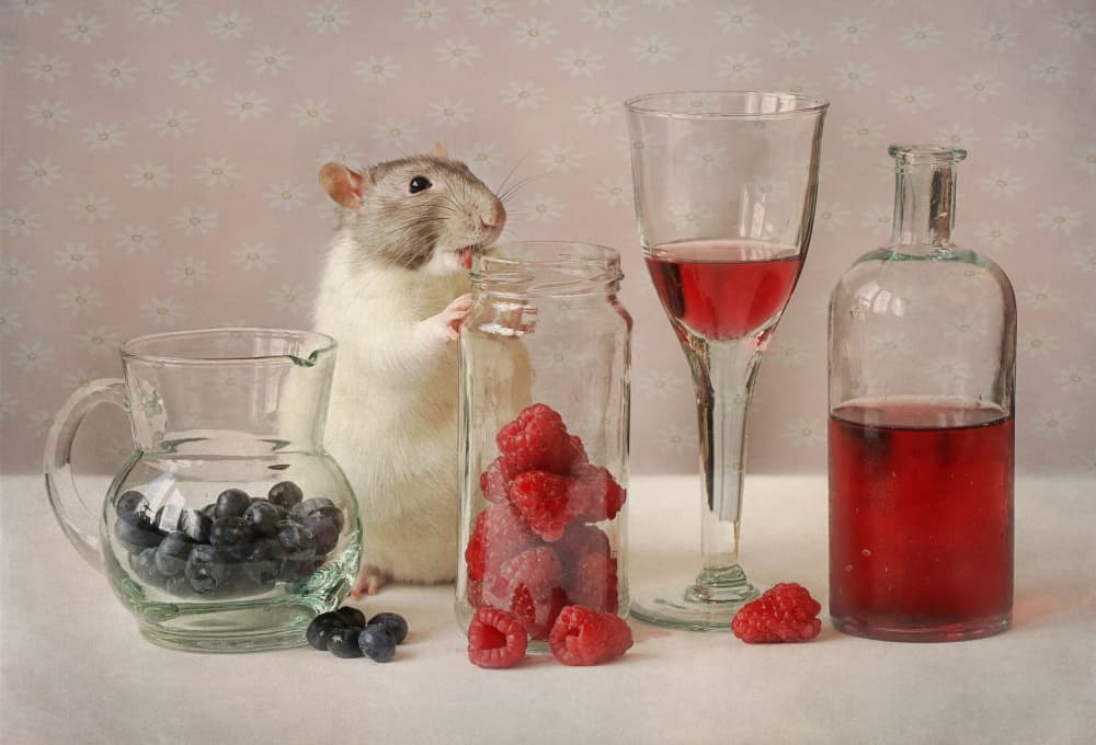 Curious Rat And Berries by Ellen van Deelen — canvas wall art