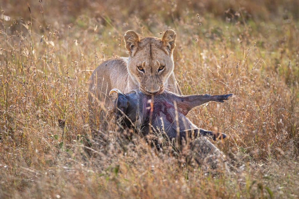 African Lioness Feast by Jeffrey C. Sink — canvas wall art