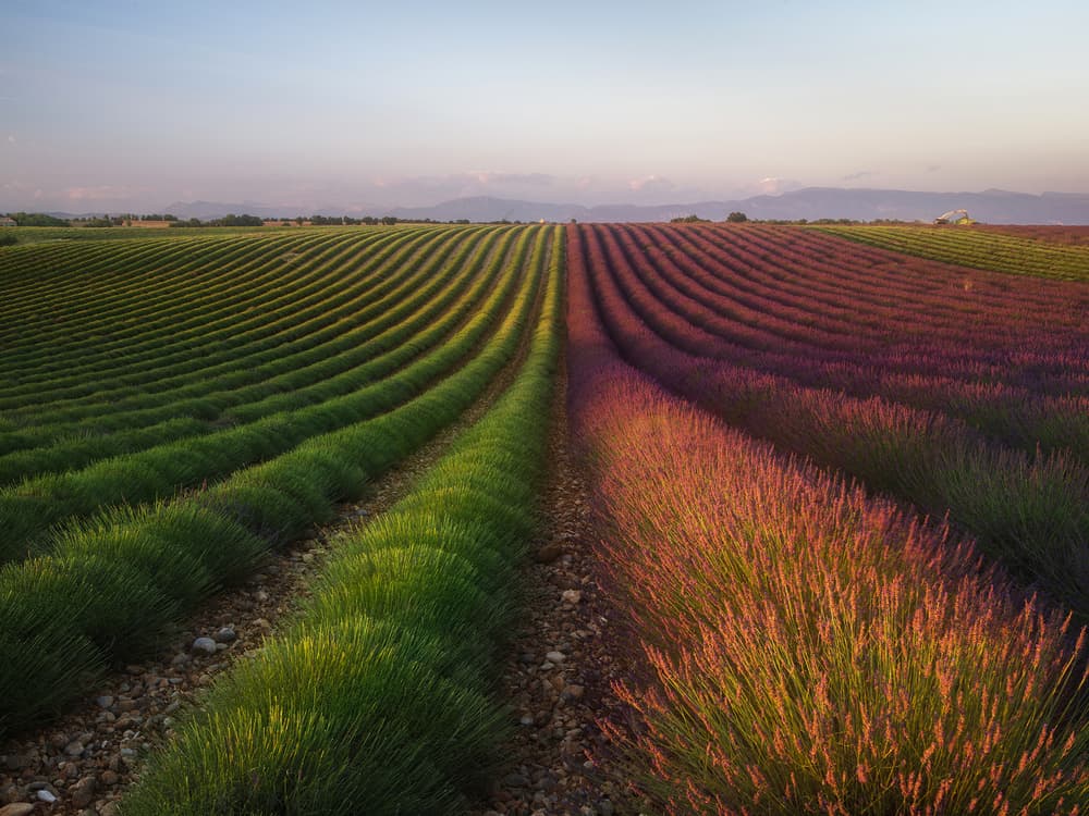 Golden Hour Lavender Fields