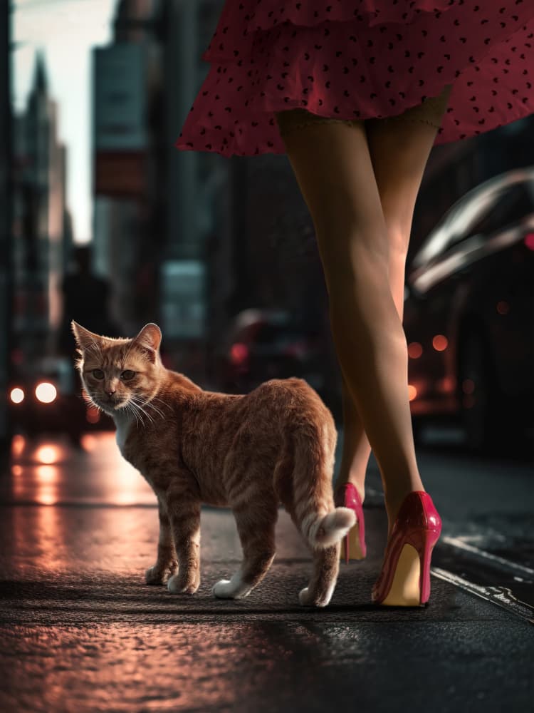 City Cat and Heels by Marcel Egger — canvas wall art
