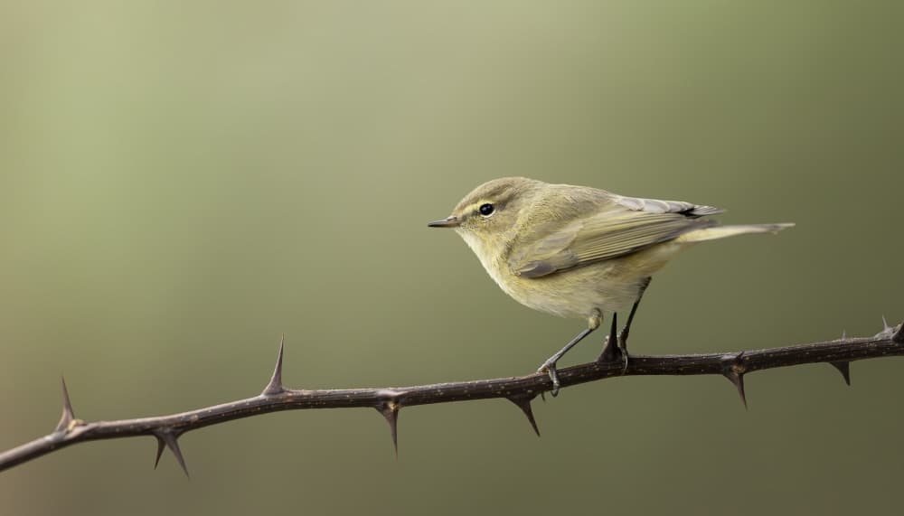 Green Bird On Thorny Branch by Marco Barisone — canvas wall art