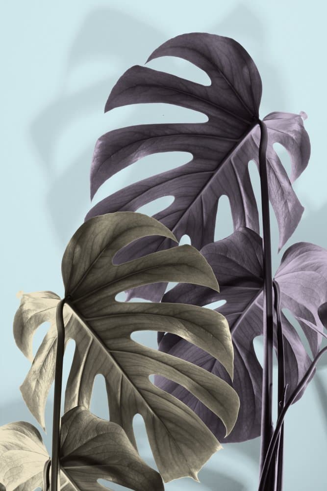 Muted Monstera Foliage by Pictufy Studio III — canvas wall art