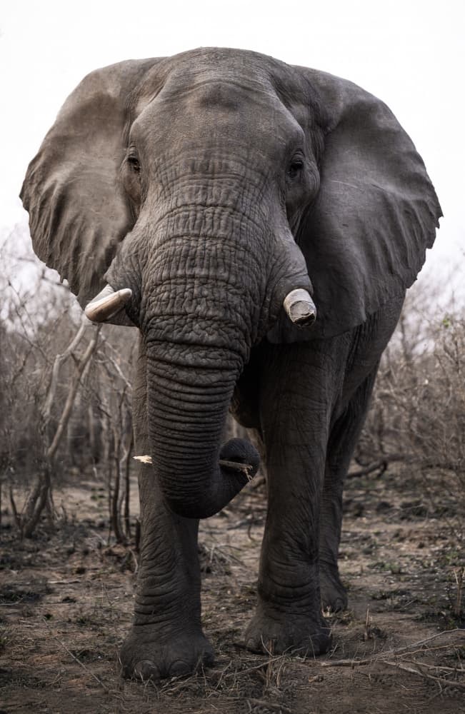 African Elephant Gaze by Celine Weerink — canvas wall art