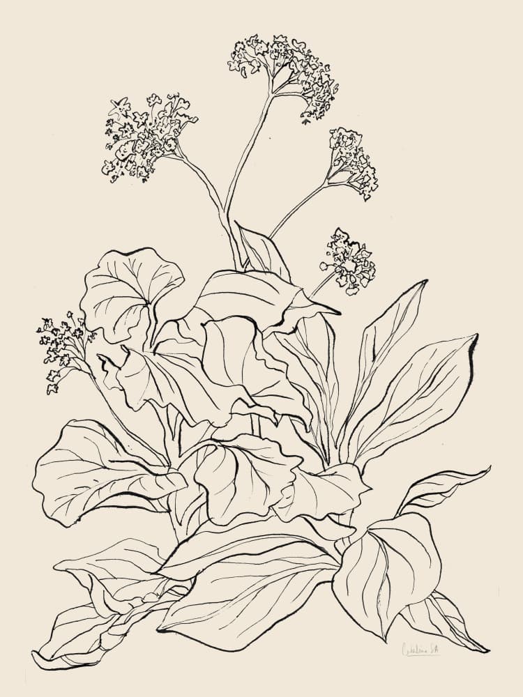 Elegant Botanical Drawing by Catalina Somolinos — canvas wall art
