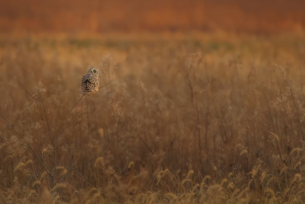 Wild Owl Golden Meadow by Jacob (Jian) Xu — canvas wall art