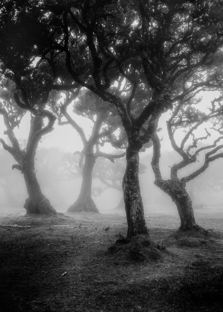 Enchanted Foggy Forest by Walter Lackner — canvas wall art
