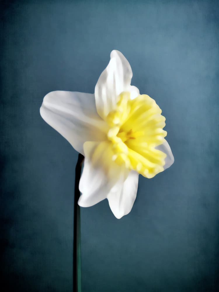 Narciso (9) by Angelo Cerantola — canvas wall art