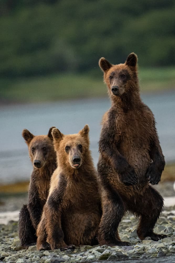 Three Curious Bears by Barbara Gill — canvas wall art