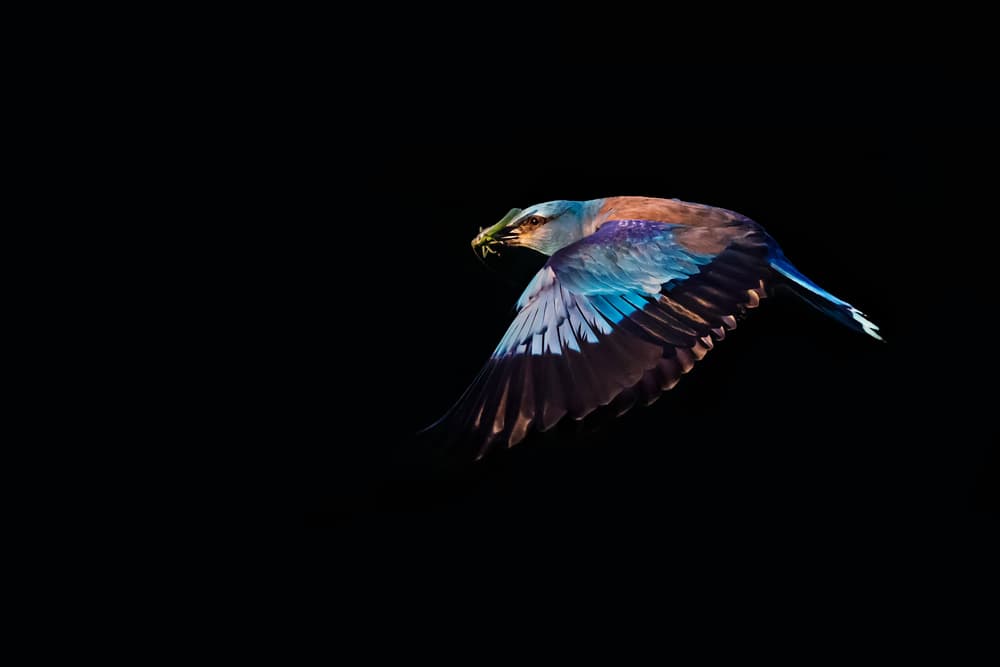 Vibrant Roller in Flight by Phillip Chang — canvas wall art