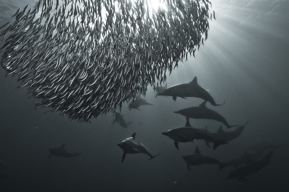 Dolphins Hunting Fish by Alexander Safonov — canvas wall art