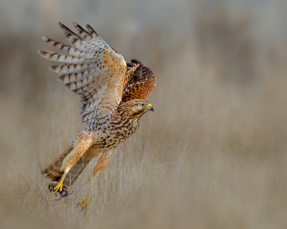 Wild Hawk's Catch by Jacob (Jian) Xu — canvas wall art