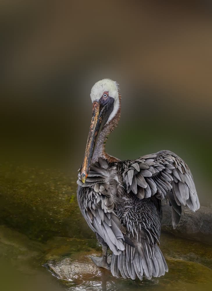 Pelican Preening by Songhu Yan — canvas wall art