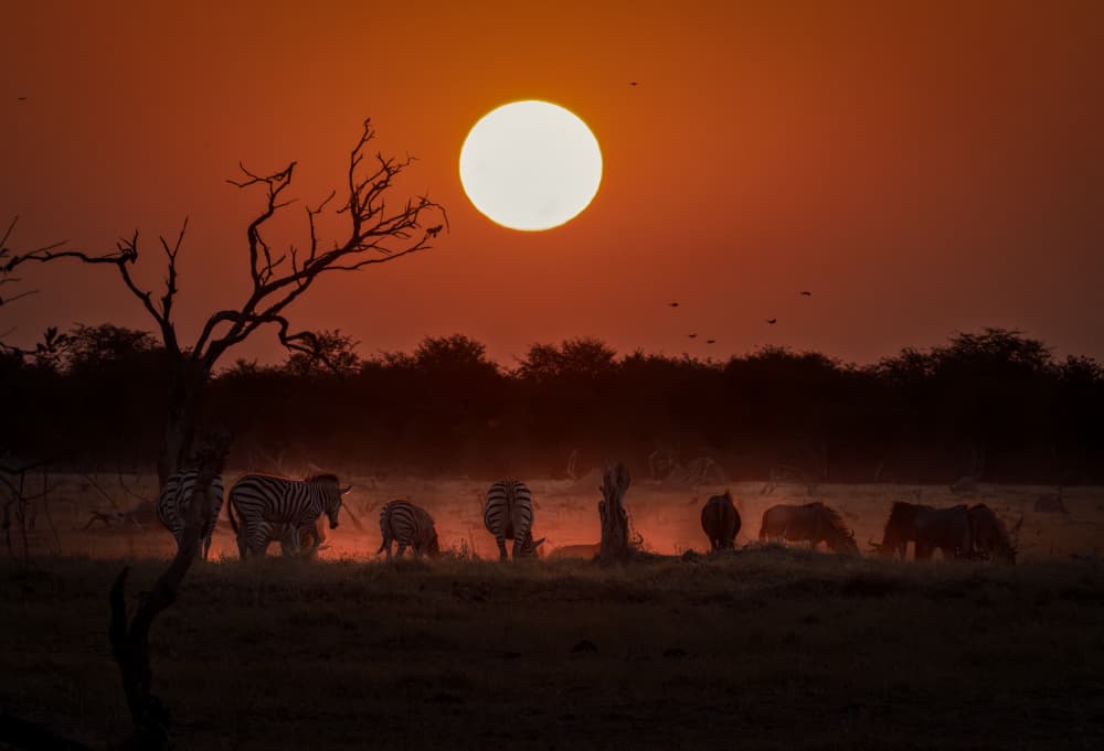African Sunset Zebras by Anita Singh — canvas wall art