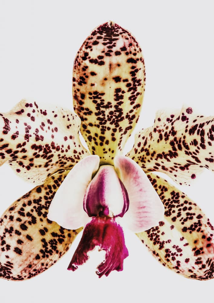 Spotted Orchid Burst by Shot by Clint — canvas wall art