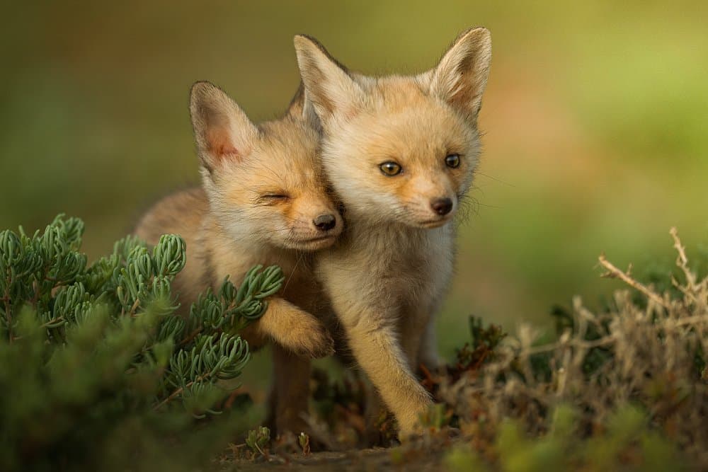 Cute Fox Kits by Ahmed Sobhi — canvas wall art