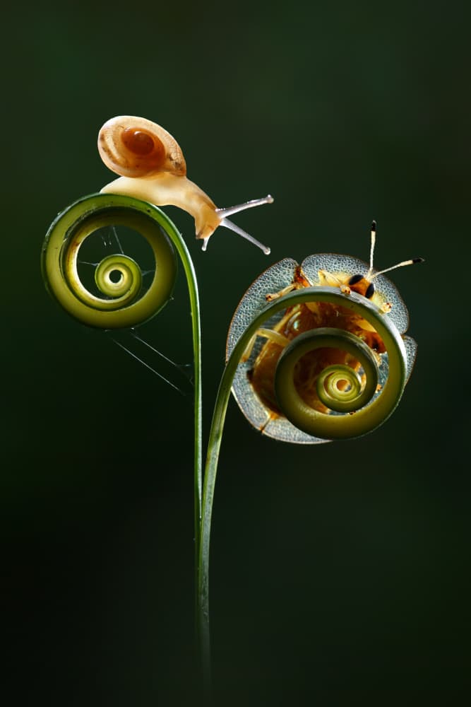 Snail and Beetle Spirals by Andri Priyadi — canvas wall art