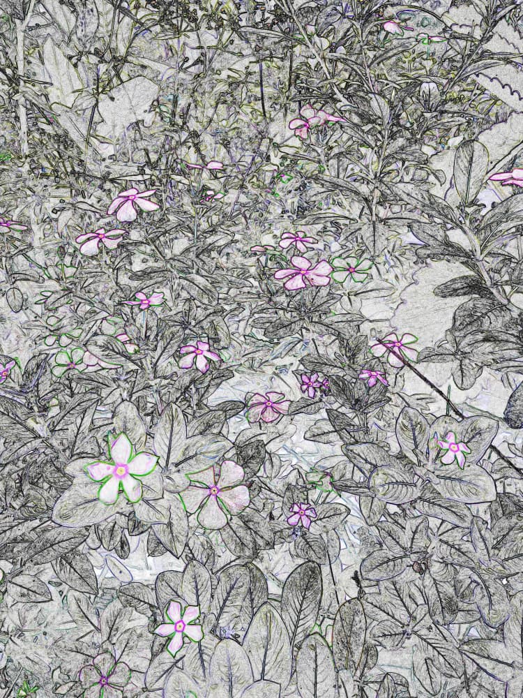 Tranquil Pink Blooms Sketch by Santhosh ch — canvas wall art