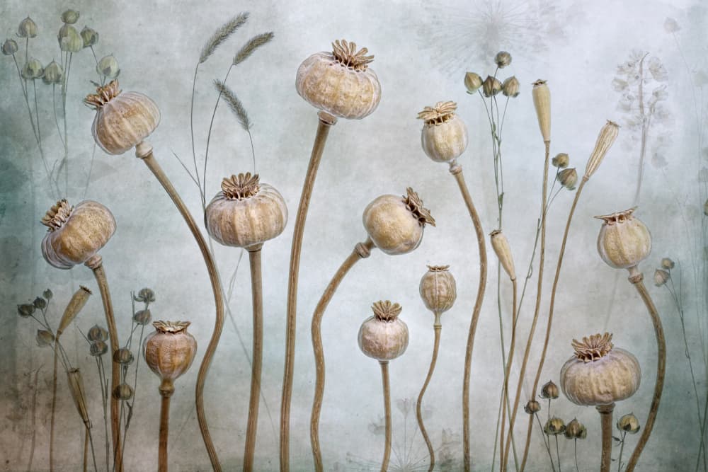Papaver by Mandy Disher — canvas wall art