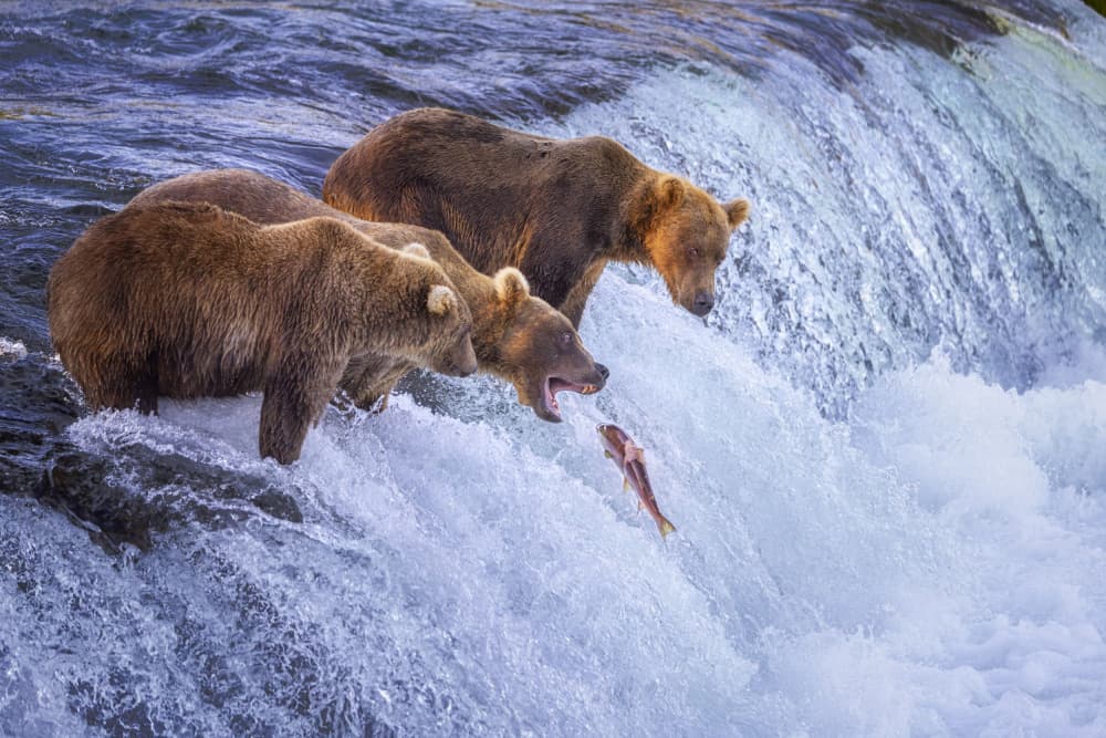 Bears Catching Salmon Waterfall by Lisa D. Tang — canvas wall art