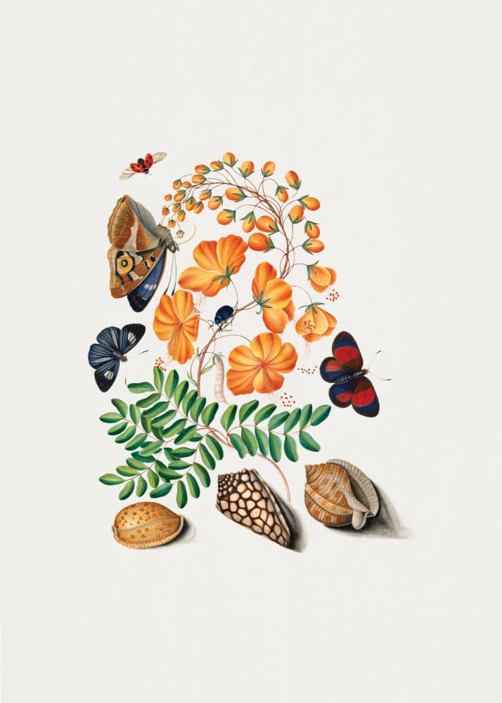 Caesalpinoid Legume by James Bolton — canvas wall art