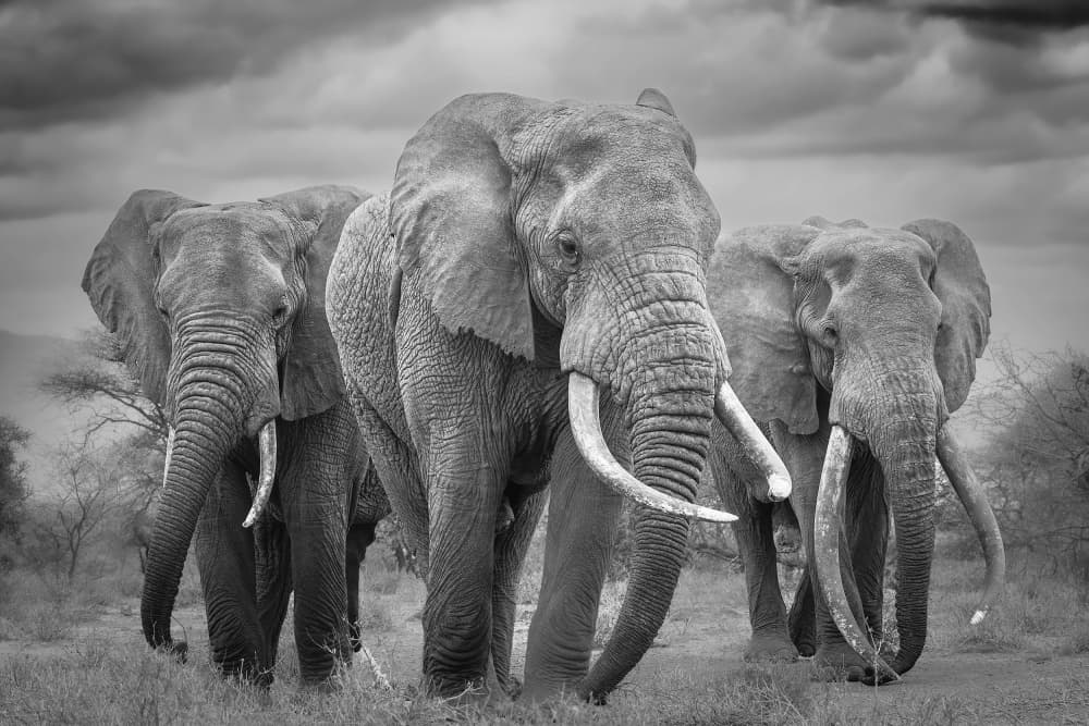 Three Majestic Elephants by Ali Khataw — canvas wall art