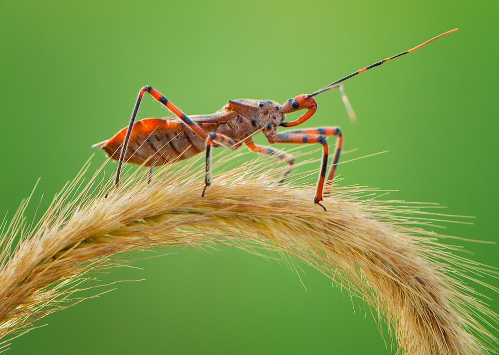Orange Insect On Stalk by Rooswandy Juniawan — canvas wall art