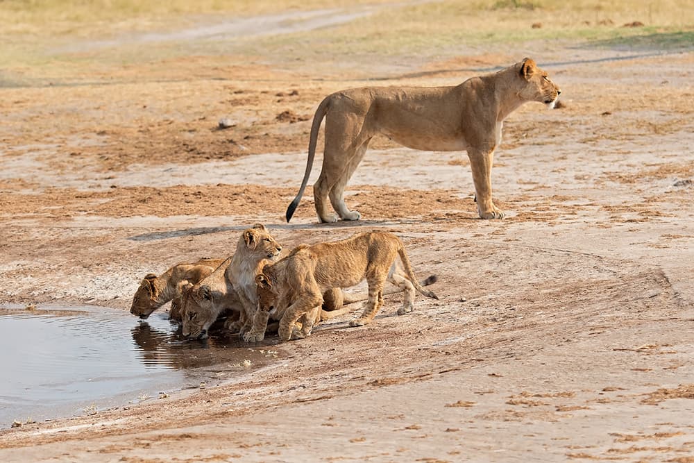 Lioness and Cubs Drinking by Marco Pozzi — canvas wall art
