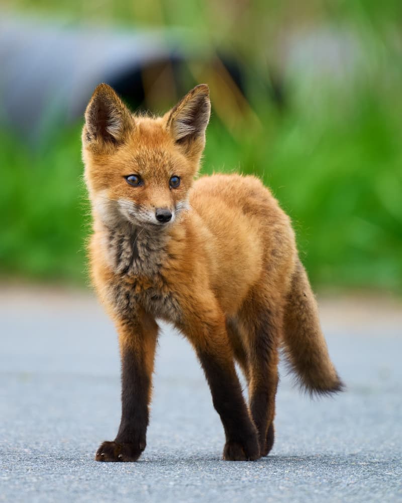 Curious Red Fox Kit by Johnny Chen — canvas wall art