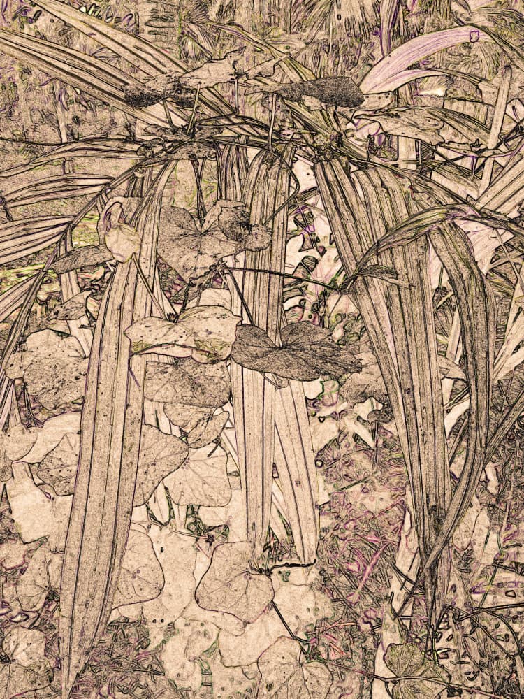 Earthy Botanical Sketch by Santhosh ch — canvas wall art