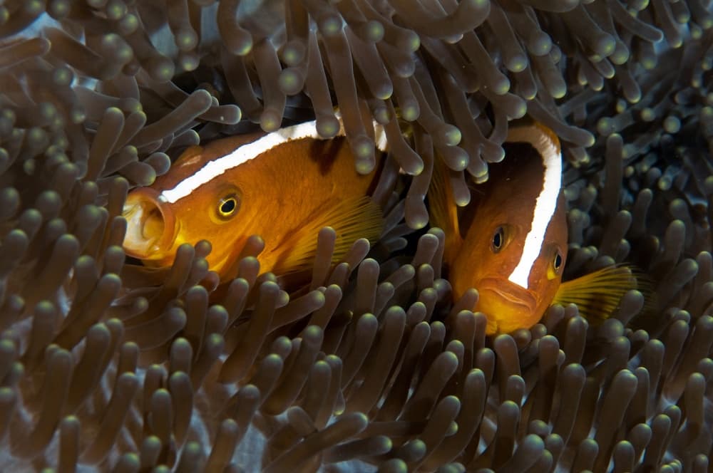 Clownfish Anemone Home by Ilan Ben Tov — canvas wall art