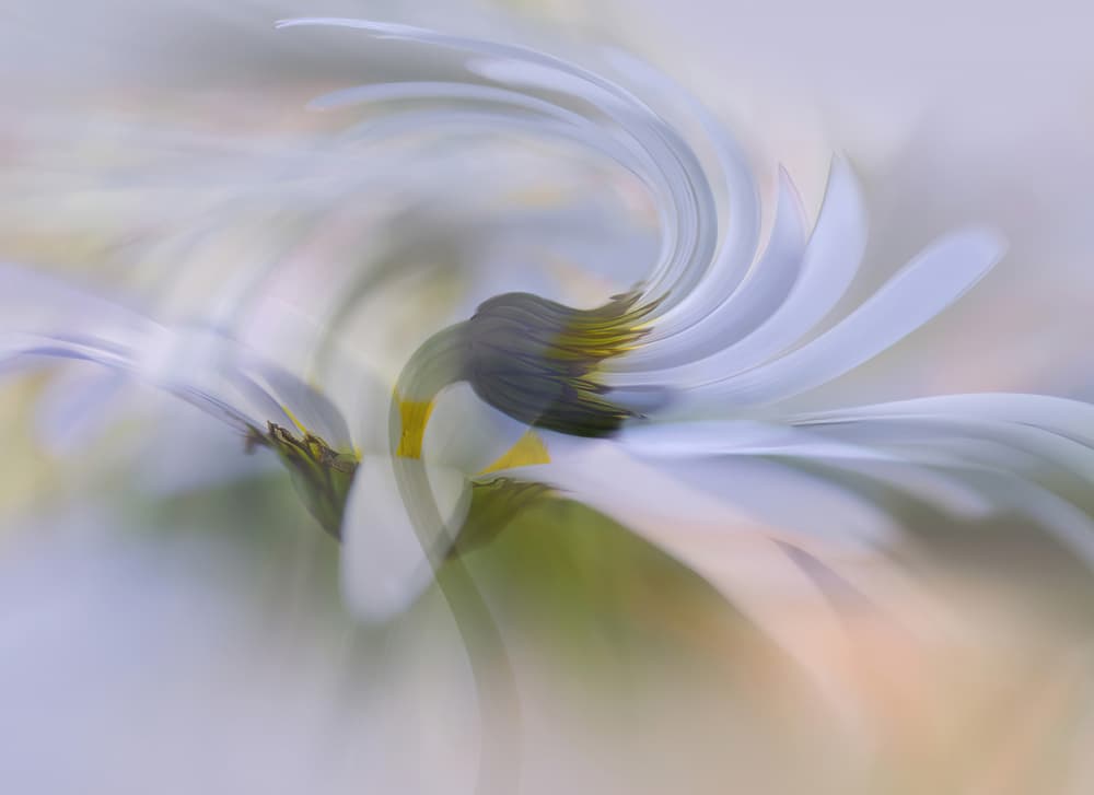 Ethereal Floral Swirl by Ylva Sjögren — canvas wall art
