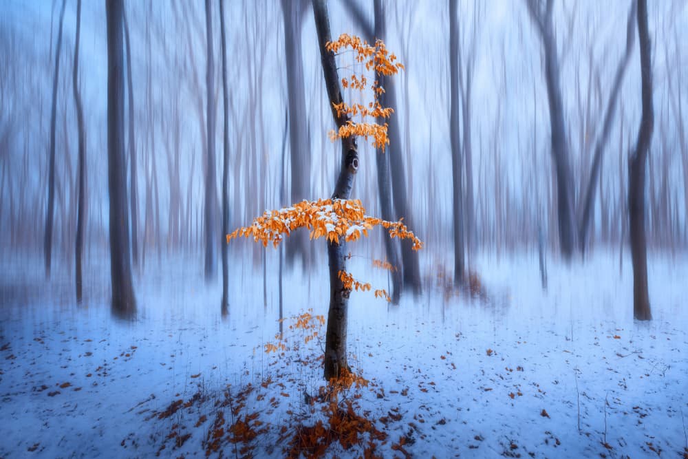 Vibrant Orange Winter Forest by Steven Zhou — canvas wall art