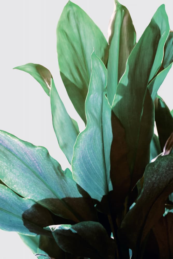 Tropical Green Plant by Gemma Bardot — canvas wall art