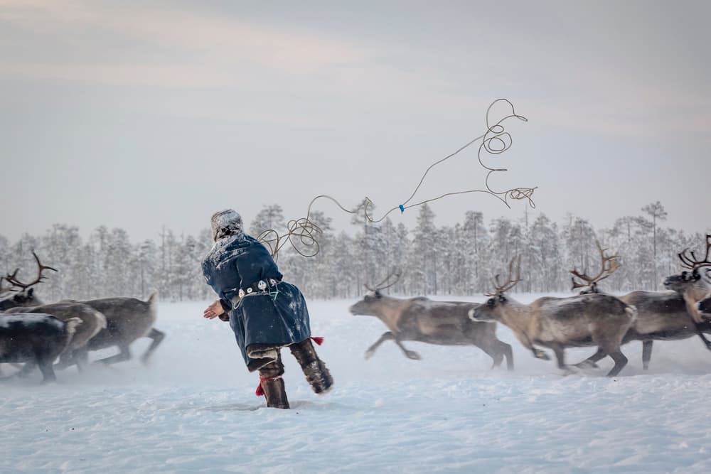Winter Reindeer Roundup by Patrik Minar — canvas wall art
